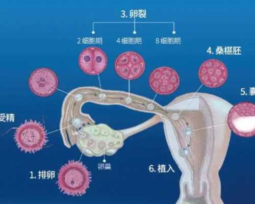 金贝供卵官网[广州传承生殖中心创立于多少年],惠州哪家医院能做二代试管婴儿